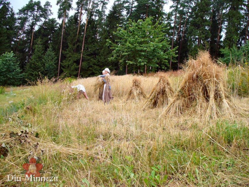 Bauern im 15ten Jahrhundert bei der Getreideernte, im Vordergrund fertige Garben