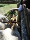 Die Schafe waren dauerhungrig!